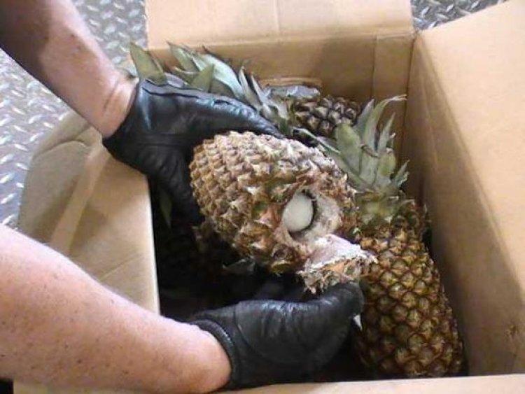 Passenger caught trying to conceal narcotics in pineapples