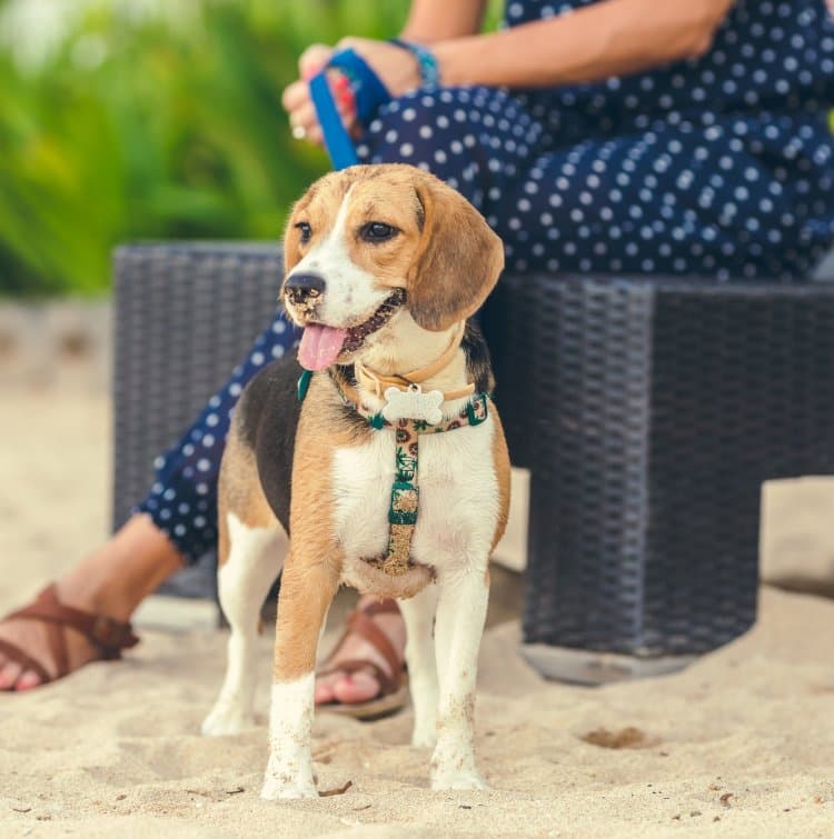 Animal Cruelty Laws in the UAE