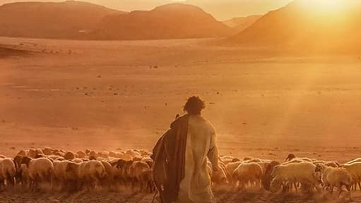 Will The Goat Life Face the Fate of Fighter?