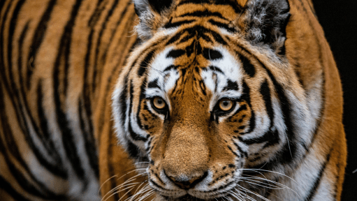 Tiger Rumour on the Prowl: UAE Law Strictly Prohibits Keeping of Exotic Animals