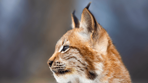 Roaming Fujairah Wild Cat Finally Captured by Special Team; Owner Pays Penalty