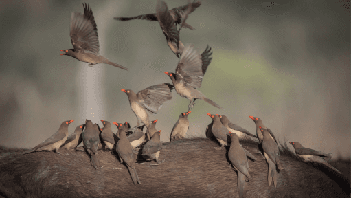 Authorities in Abu Dhabi Issue Urgent Notice to Safeguard ‘Beautiful’ Wild Birds