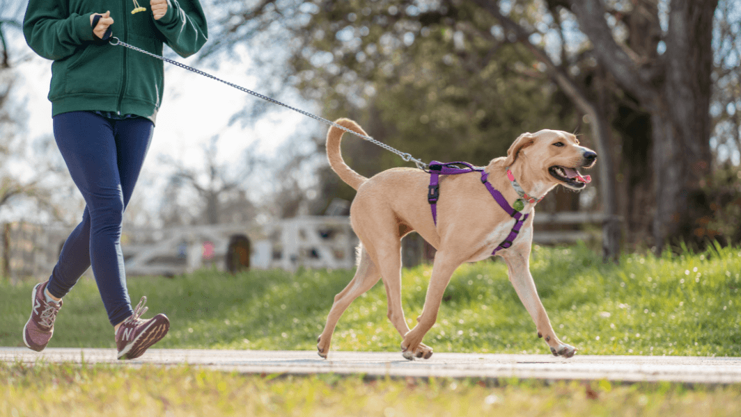 Abu Dhabi to Launch Pet Registration Service on February 3