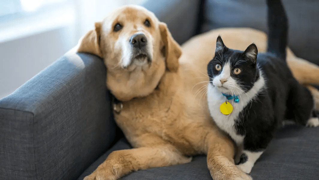 Abu Dhabi Implements Mandatory Pet Registration to Curb Abandonment