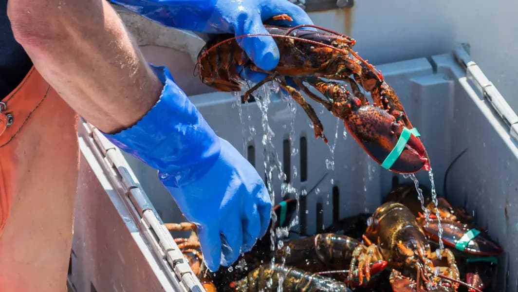 Maine Lobstermen Granted Permission to Sue Environmental Group for Defamation