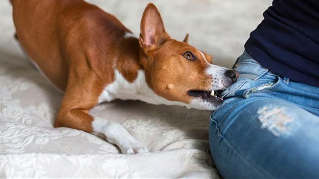 Dubai Court Halves Fine on Maid After Dog Attacks Boy in Elevator