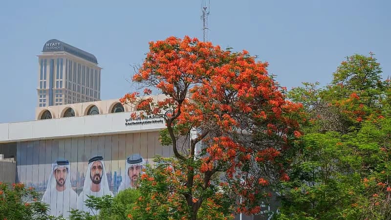 Dubai’s Flame Tree Season Blooms into a Citywide Cultural Trend