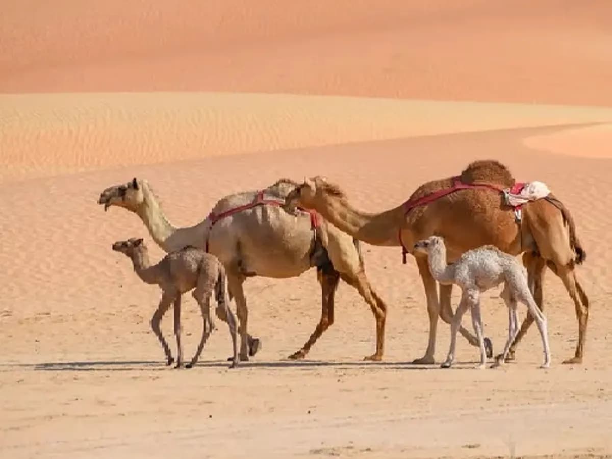 Man Ordered To Pay Dh600,000 After Failing To Pay For Camels He Bought