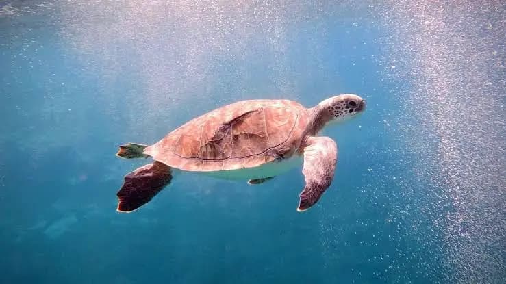 Two Foreign Tourists Sentenced, Fined For Harassing Turtles in Oman Reserve
