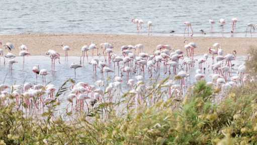 Heavy Fines Imposed for Illegal Entry into Abu Dhabi Nature Reserve