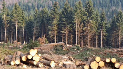 EU Deforestation Law Delay Hurts Vigilant Companies: Financial Losses and Environmental Impact