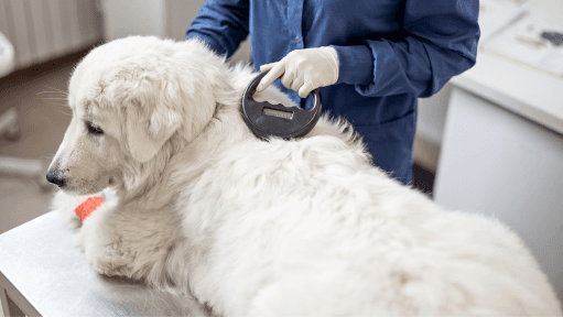 Ensure Your Pet’s Safety and Well-Being: The Crucial Role of Microchipping and Registration for Pet Owners in Dubai