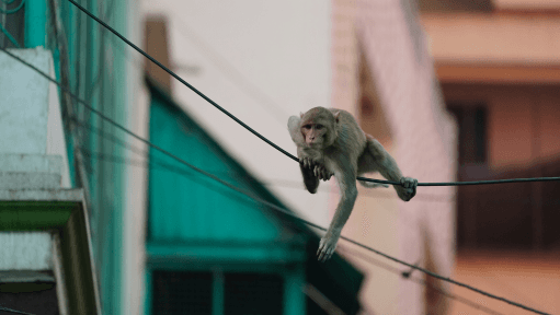 India: Allahabad HC Directs Shifting Monkeys from Varanasi