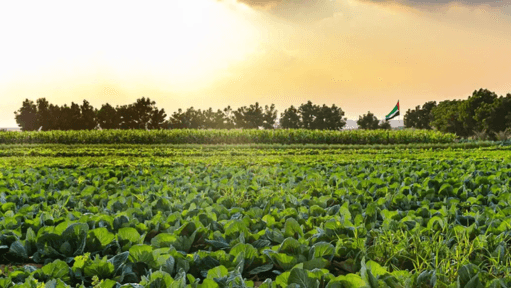 UAE: Abu Dhabi To Incentivise Investment in Agri Sector with Land Lease Registrations